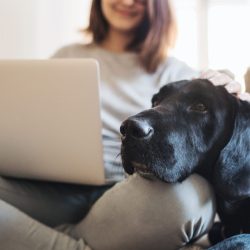 Online-Praxis der Heilpraktikerin Judith Rieker bietet Diagnose- und Behandlungspakete für fundierte Diagnostik und komplementärmedizinische Therapie für Mensch und Hund an.