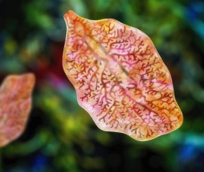 Judith Rieker - Autorin für komplementärmedizinische Fachartikel mit dem Schwerpunkt Bioresonanz und Mikrobiologie