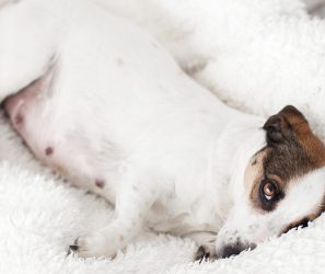 Judith Rieker schreibt Fachartikel über komplementäre Optionen bei Knoten in der Milchleiste einer Hündin