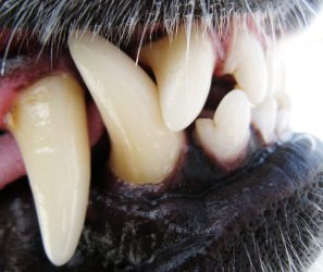 Ganzheitliche Zahnheilkunde beim Hund