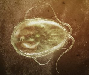 Medizinischer Fachartikel von Judith Rieker - Autorin für Bioresonanz und Mikrobiologie