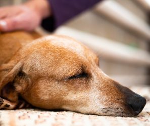 Judith Rieker schreibt Fachartikel zur Pankreatitis beim Hund und die komplementären Behandlungsmöglichkeiten.