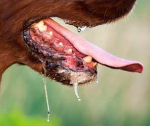 Fachautorin Judith Rieker schreibt über Bedeutung von Tiersekreten in der Komplementärmedizin